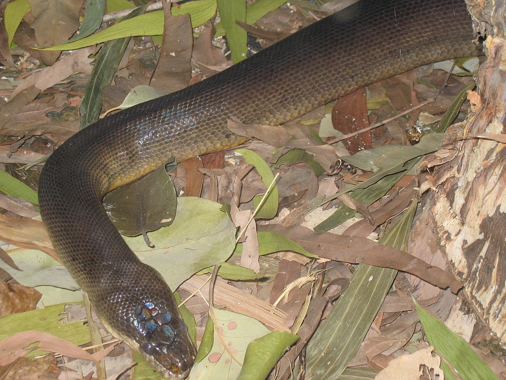 CairnsTC203 Cairns Tropical Zoo.jpg